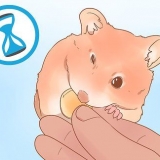 Determinare il sesso del tuo criceto