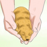 Determinazione del sesso dei cuccioli