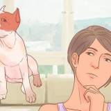 Determinare la razza del tuo cane