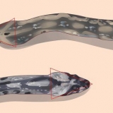 Guarda la differenza tra serpenti velenosi e non velenosi