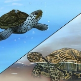 Guarda la differenza tra tartarughe acquatiche, tartarughe marine e tartarughe