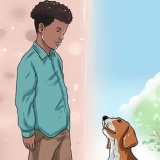 Guadagnare la fiducia di un cane