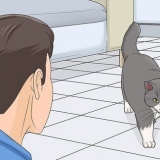 Guadagnare la fiducia di un gatto