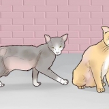 Guadagnare la fiducia di un gatto randagio