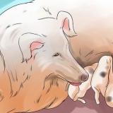 Fare in modo che i cani smettano di mangiare la cacca di cane