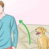 Fare in modo che i cani smettano di leccarsi