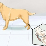 Aiutare i cani con problemi articolari e rigidità