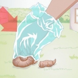 Ripulire le feci del cane in un giardino