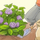 Preparare le ortensie per l'inverno