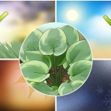 Piante di hosta