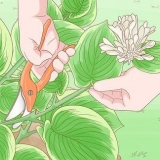 Potatura hosta