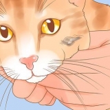 Riconoscere il cancro della pelle in un gatto