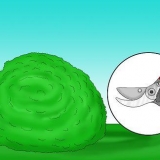 Agrifoglio di potatura