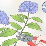 Taglia i fiori di ortensia