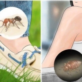 Riconosci le punture di insetti