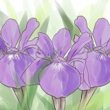 Iris in crescita