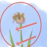 Prendersi cura delle iridi quando i fiori muoiono