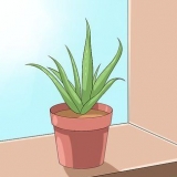 Prendersi cura della tua aloe vera