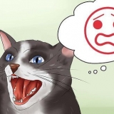 Calmare il tuo gatto arrabbiato