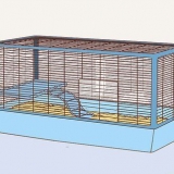 Aiuta la tua cavia a vivere una lunga vita