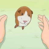 Addestrare la tua cavia