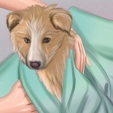 Assicurati che il tuo cane stia bene dopo il parto