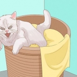 Chiedi scusa a un gatto