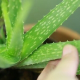 Prendersi cura dei propri capelli con l'aloe vera