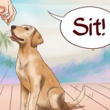 Insegna al tuo cane i comandi di base