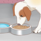 Trattare il tuo cane