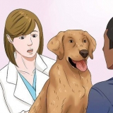Lascia che il tuo cane mangi cibo secco