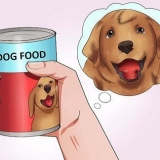 Fai ingoiare una pillola al tuo cane