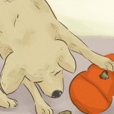 Rendere felice il tuo cane