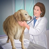 Aiutare il tuo cane dopo che ha partorito