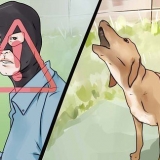 Come fare in modo che il tuo cane smetta di abbaiare a persone sconosciute