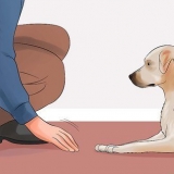 Insegnare al tuo cane a giacere morto a comando