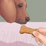 Insegna al tuo cane a zampare