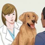 Mettere a dieta il tuo cane
