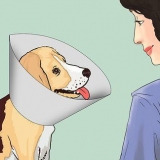 Mantieni il tuo cane calmo dopo la sterilizzazione