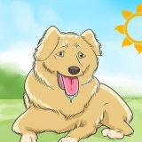 Radere il tuo cane