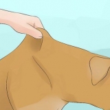 Lascia che il tuo cane beva acqua