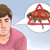 Sbarazzarsi delle pulci sul tuo animale domestico