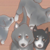 Addestra il tuo cane guida senza un addestratore professionista
