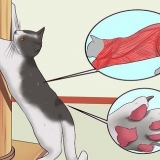 Impedisci al tuo gatto di graffiare i mobili
