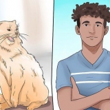Impedisci al tuo gatto di mordere e graffiare