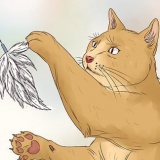 Lascia che il tuo gatto dorma con te