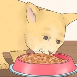 Rendere felice il tuo gatto