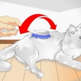 Coccola il tuo gatto