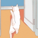 Incoraggiare il tuo nuovo gatto a smettere di nascondersi