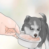 Addestramento e cura del tuo nuovo cucciolo di siberian husky